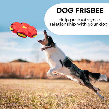 Little Friends™ Dog Frisbee